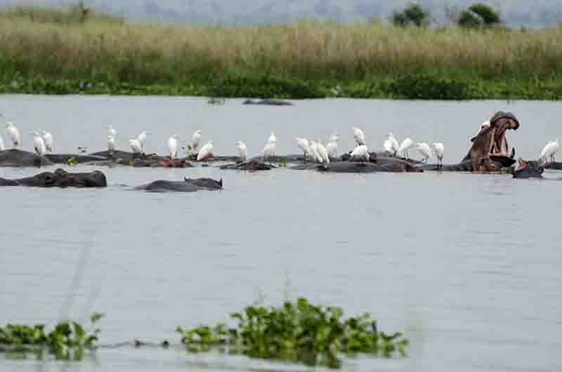 98 - Hipopotamos y Garzas - parque nacional de las cataratas Murchison - Uganda